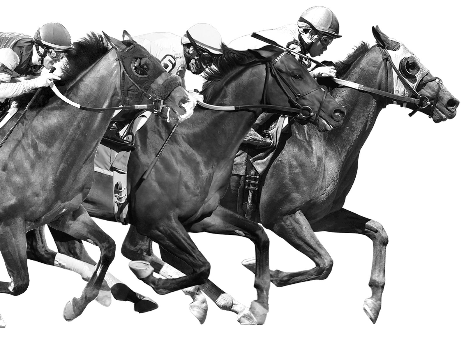 racing_horses